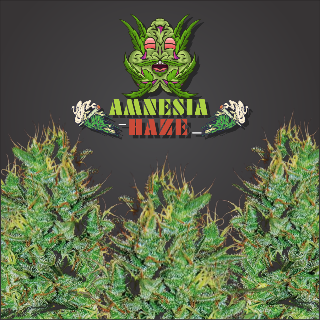 Amnesia Haze Feminized Cannabis Seeds - Aussie Canna Seeds