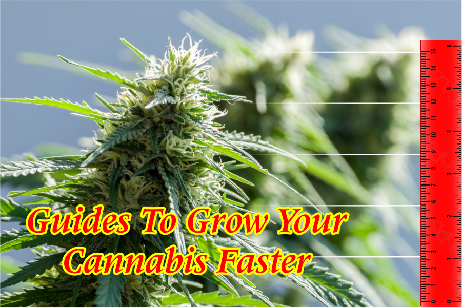 Guides-To-Grow-Your-Cannabis-Faster