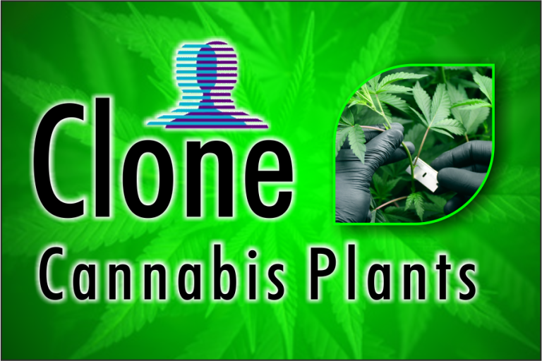 How To Clone Cannabis Plants? - Aussie Canna Seeds