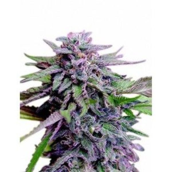 Granddaddy Purple Autoflower Seeds