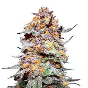 Granddaddy Purple Autoflower Seeds